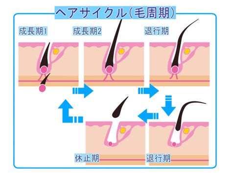 體毛作用|体毛